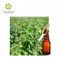 Chinese herb 100% Pure and Natural Nepeta Essential Oil Schizonepeta Oil Chenopodium Oil