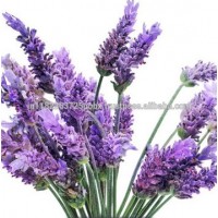 Bulgarian Lavender 100% Pure and Natural Essential Oil